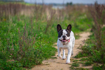 French bulldog on the walk