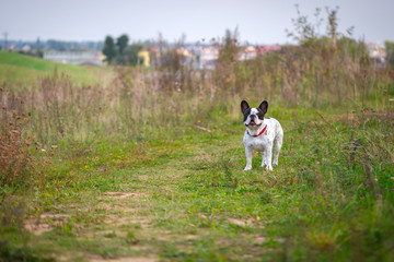 French bulldog on the walk