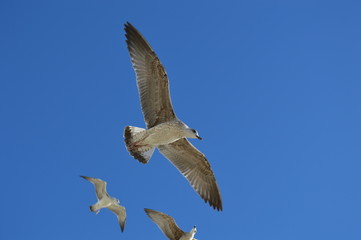 Obraz premium goéland argenté