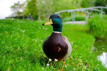Duck