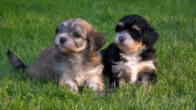 Two cute little Havanese puppies are sitting in the grass