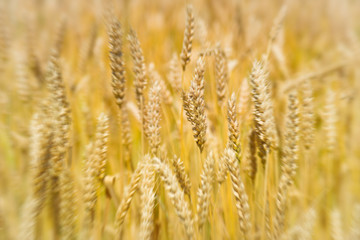Field of wheat