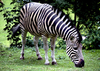 Fototapeta na wymiar Chapmans Zebra