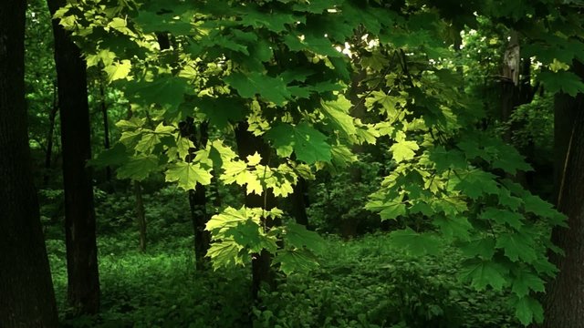 Maple contre spring horizontal moving