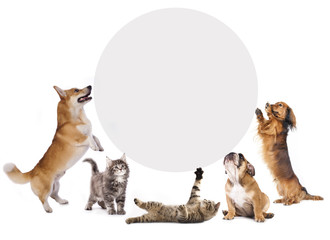 Fototapeta premium koty i psy trzymające transparent z korka