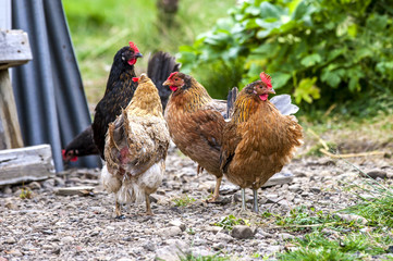Colorful Roosters in Iceland3