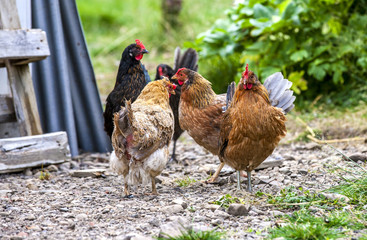 Colorful Roosters in Iceland2