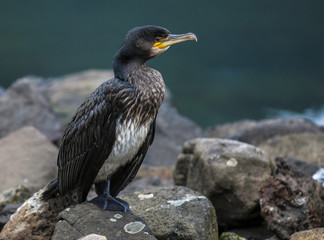 Great Cormorant in Seydisfjordur3