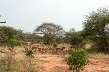 Fototapeta na wymiar antelope