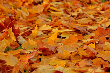 Naklejka na ściany i meble Fallen leaves. Golden autumn