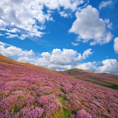 Colorful hill slope covered by violet heather flowers