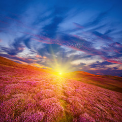 Colorful hill slope covered by violet heather flowers