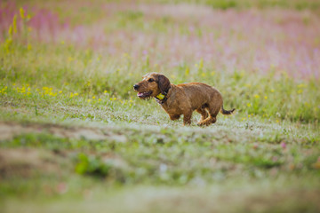 dog coursing in fields