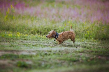 dog coursing in fields