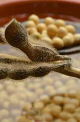 Glycine max Soybean Sojaboon Sojabohne Soya bean Соя