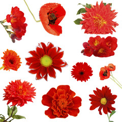 Naklejka premium Collage of beautiful red flowers
