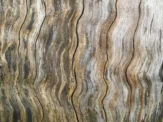 Abstract old plane trunk