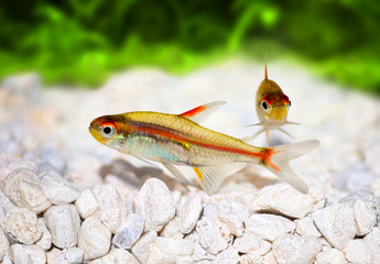 Glowlight Tetra Hemigrammus erythrozonus aquarium fish