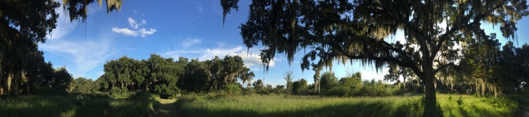 Swamp in Florida - obrazy, fototapety, plakaty