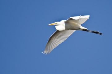 Great Egret Flying in a Blue Sky