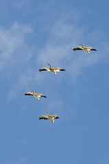 Flock of American White Pelican Flying in a Blue Sky