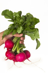 Holding Fresh radish with one hand, isolated