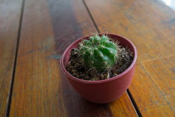 cactus with flower cactus in a pot