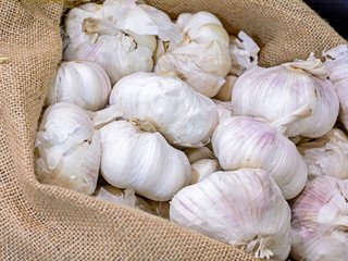 Garlic