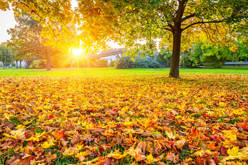 Sunny autumn maple leaves