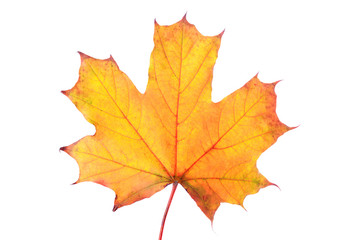 Fototapeta na wymiar Autumn maple leaf isolated on white background