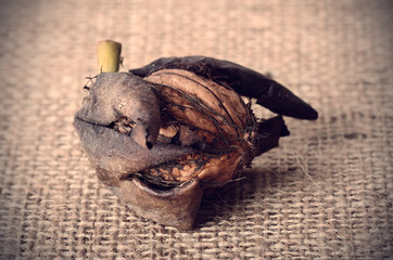 Vintage photo of walnut on sackcloth background