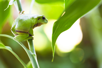 Australian Green Tree Frog © Andrew Blue