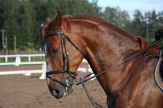 Chestnut sport horse portrait during riding