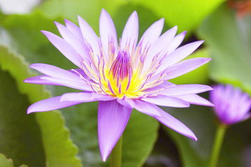 Purple Lotus flower
