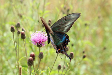 Butterfly, black swallowtail on a red flower.