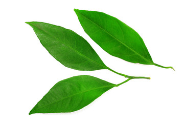 Obraz premium mandarin leaves isolated on a white background