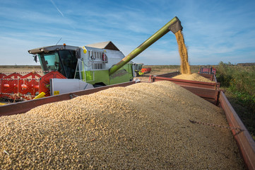Harvesting of soybean