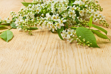 bird cherry tree branch with flowers and leaves on a wooden surf