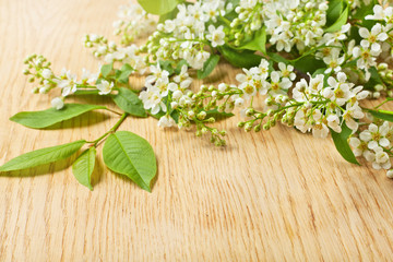 Fototapeta na wymiar bird cherry tree branch with flowers and leaves on a wooden surf
