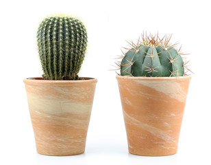 deux cactus sur fond blanc