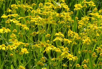 yellow flowers on the green meadow