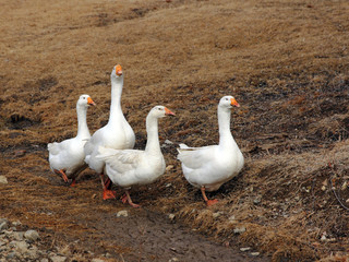 Domestic white geese on a walk through the meadow.