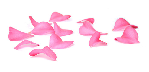 pétales de rose