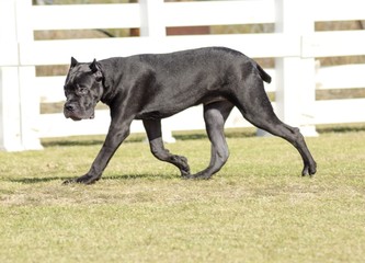 Cane Corso