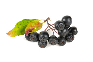 black chokeberry