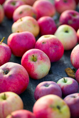 fresh red apples on wooden surface
