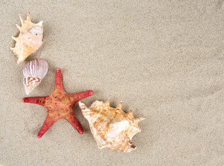 Fototapeta na wymiar sea shells on sand