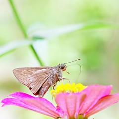 Butterfly on Zinnia flower