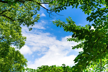 Fototapeta premium 緑の窓の青空