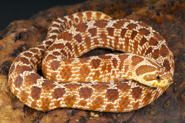 Hognose snake / Heterodon nasicus